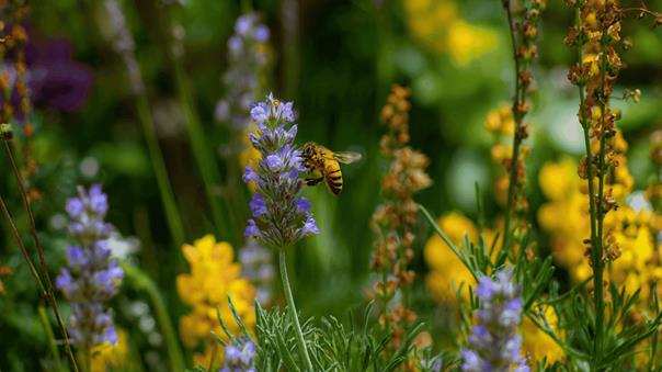biodiversiteit